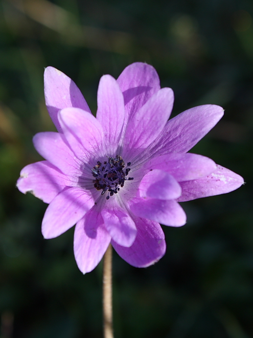 Anemone hortensis