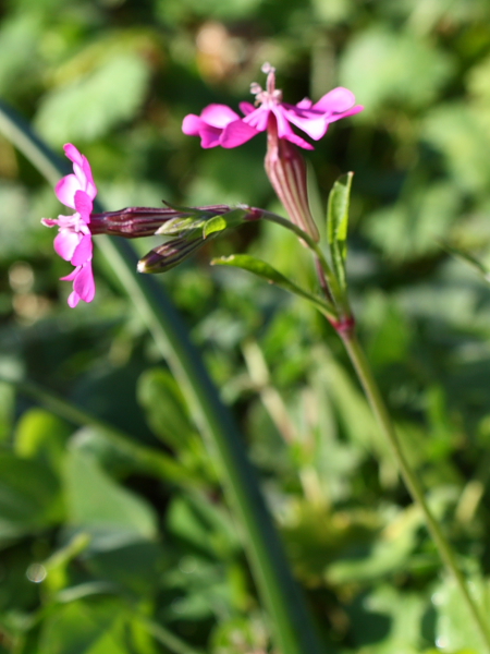 Silene  cfr. colorata