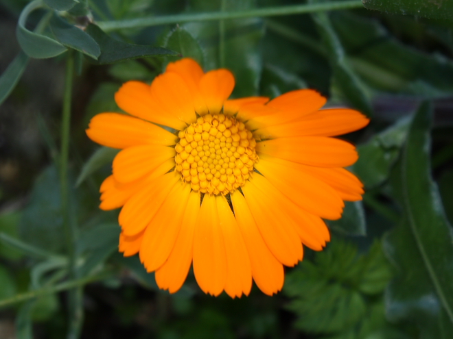 Calendula sp.