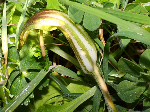 Arisarum vulgare
