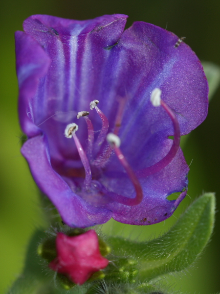 Echium plantagineum
