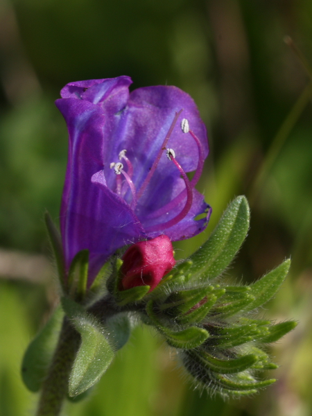 Echium plantagineum