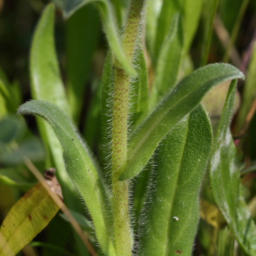 Echium plantagineum