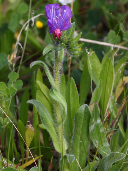 Echium plantagineum