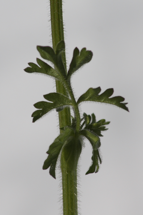 Tordylium apulum