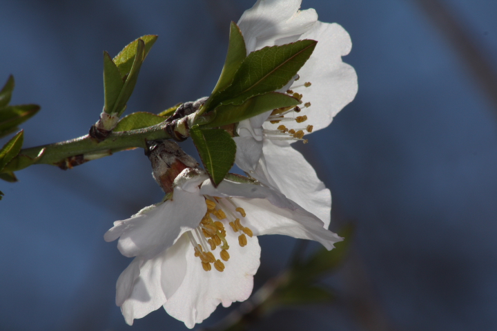 Prunus dulcis
