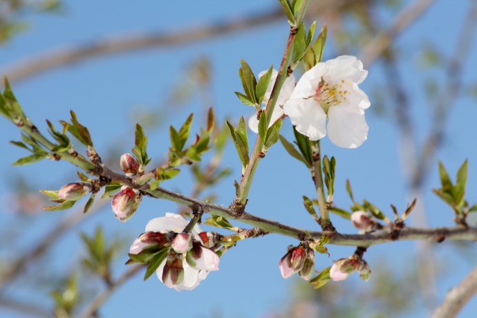 Prunus dulcis
