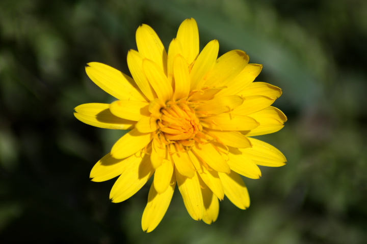 Hyoseris radiata