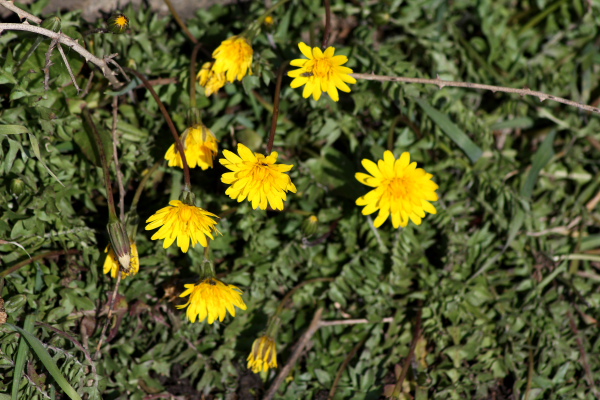 Hyoseris radiata