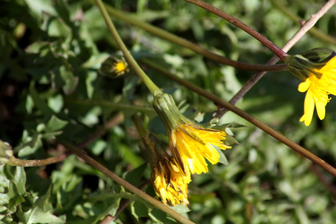 Hyoseris radiata