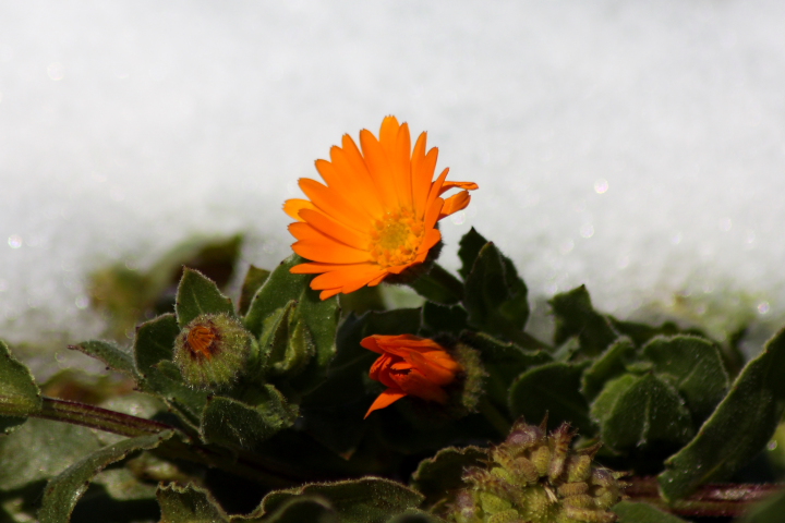 Calendula cfr. arvensis