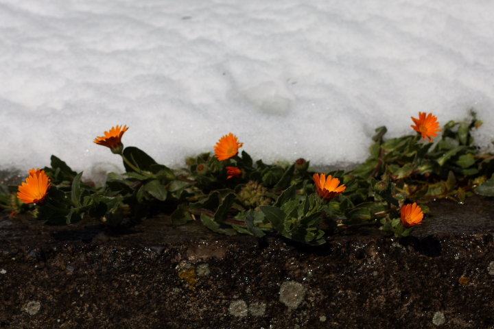 Calendula cfr. arvensis