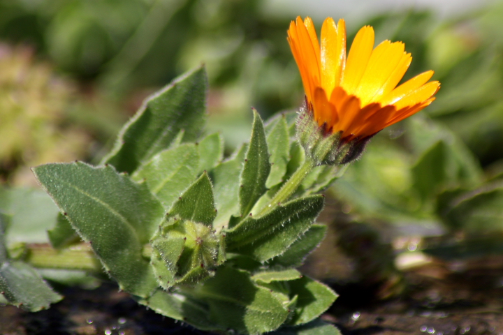 Calendula cfr. arvensis