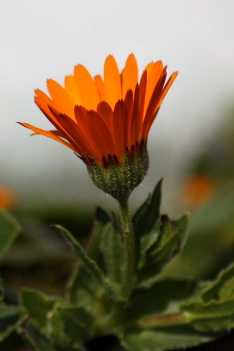 Calendula cfr. arvensis