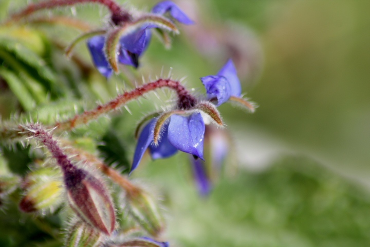 Borago officinalis