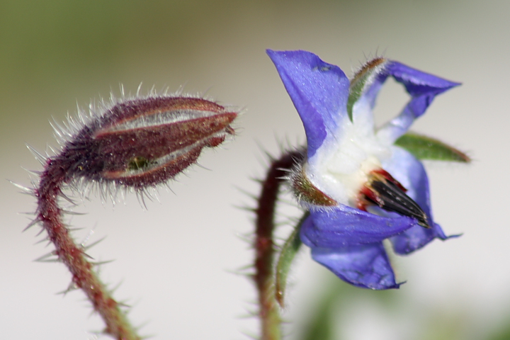 Borago officinalis
