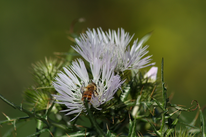 Galactites tomentosus (= Galactites elegans)