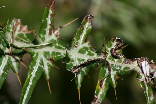 Galactites tomentosus (= Galactites elegans)