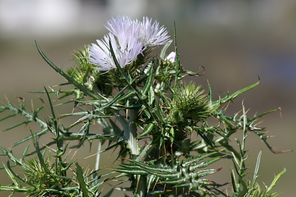 Galactites tomentosus (= Galactites elegans)