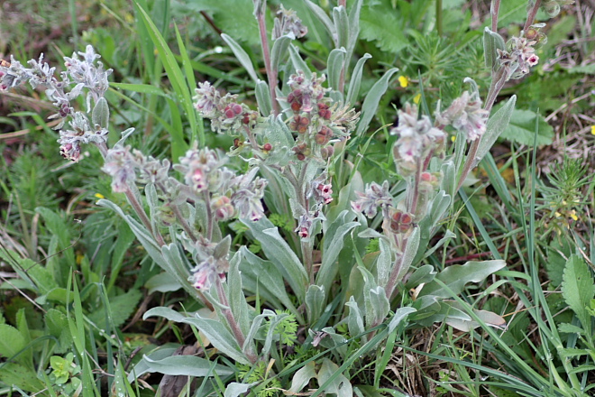 Cynoglossum cheirifolium / Lingua di cane giallastra