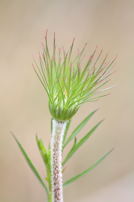 Daucus carota sl.