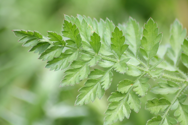 Daucus carota sl.