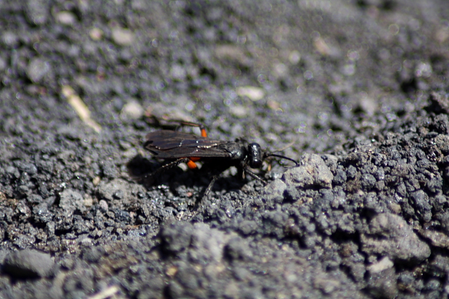 Pompilidae multicolore