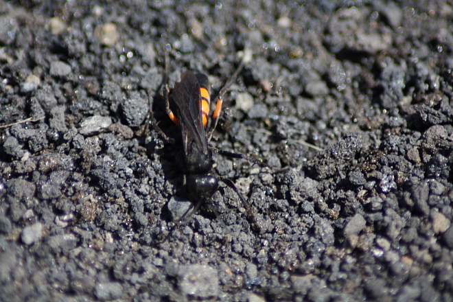 Pompilidae multicolore