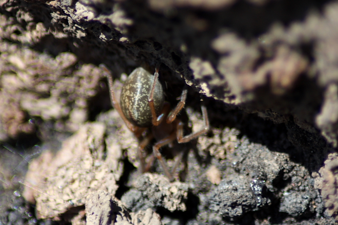 Ragno insolito (Cheiracanthium sp?)