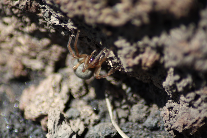 Ragno insolito (Cheiracanthium sp?)