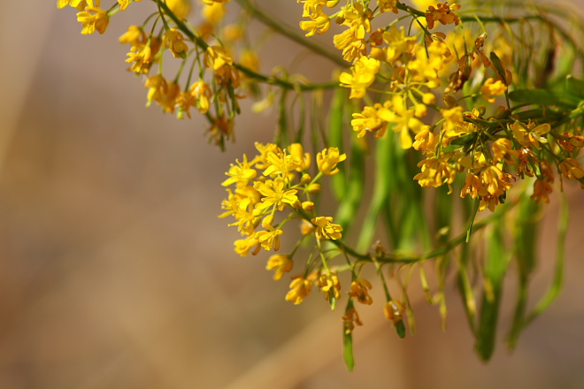Isatis tinctoria