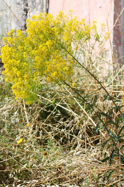 Isatis tinctoria