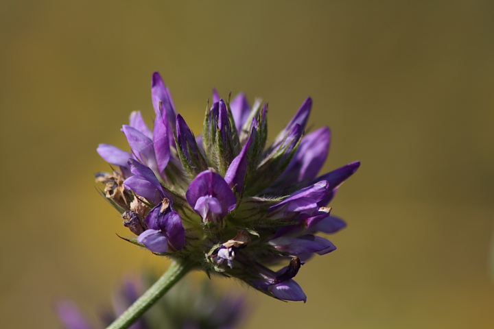 Bituminaria bituminosa