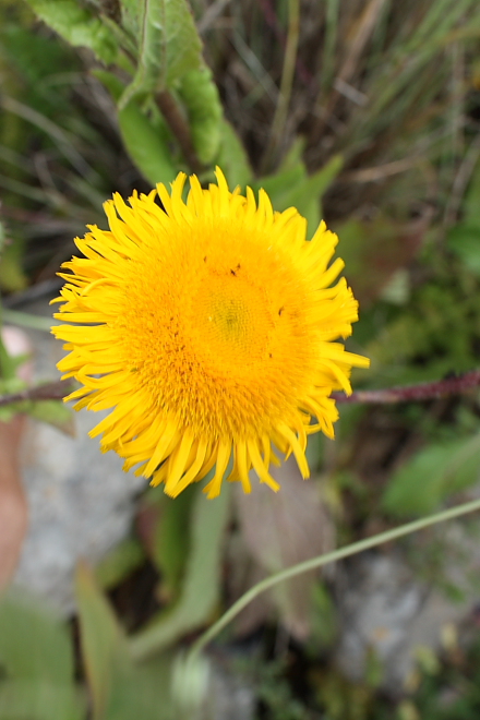 Pulicaria odora / Incensaria odorosa