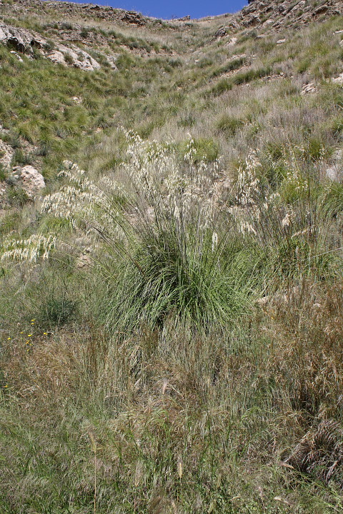 Ampelodesmos mauritanicus