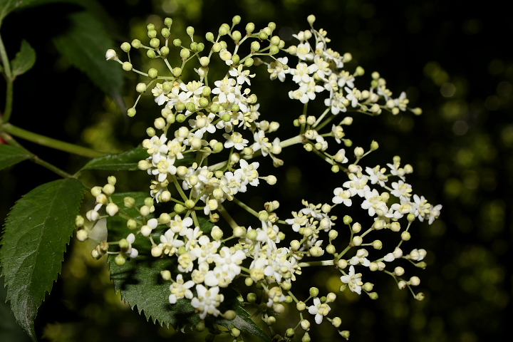 Sambucus cfr. nigra