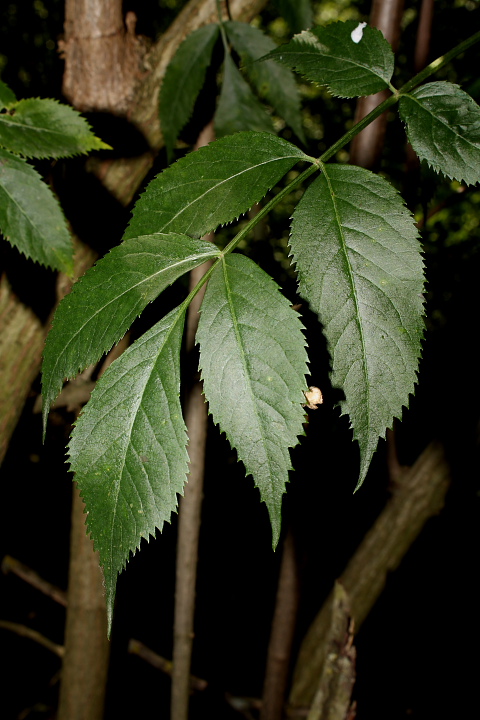 Sambucus cfr. nigra