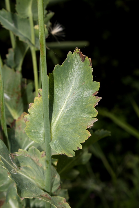 Papaver somniferum / Papavero domestico