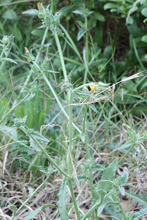 Helminthotheca echioides