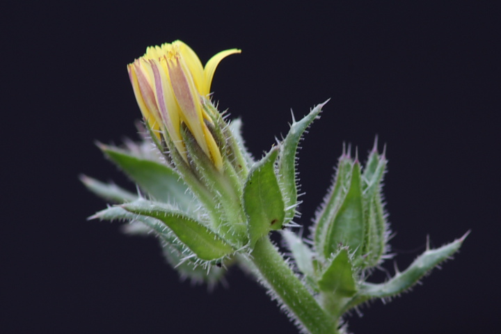 Helminthotheca echioides
