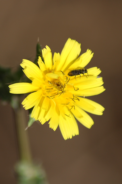 Helminthotheca echioides