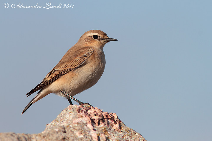 Identificazione dubbia