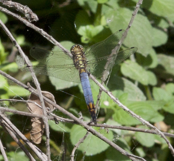 Libellula gialla e azzurra