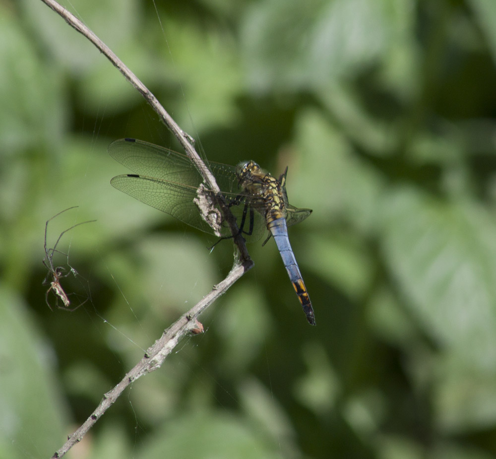 Libellula gialla e azzurra