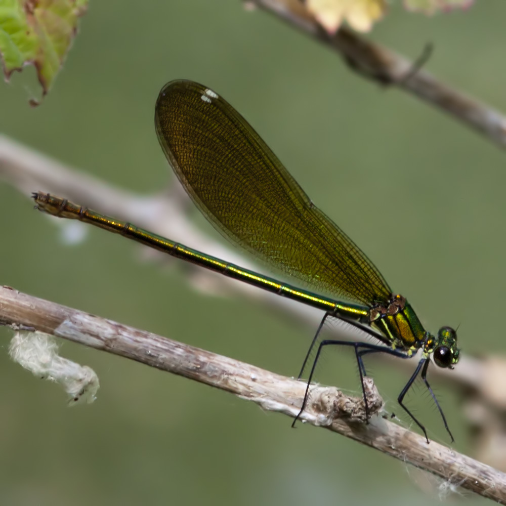 Virgo o Splendens? - Calopteryx virgo (femmina)