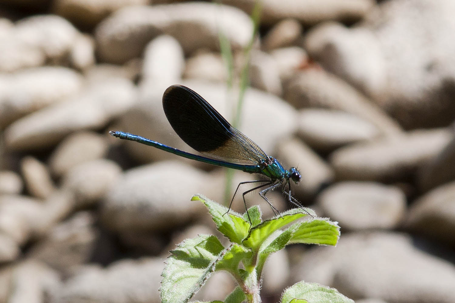 Tre Calopteryx da identificare