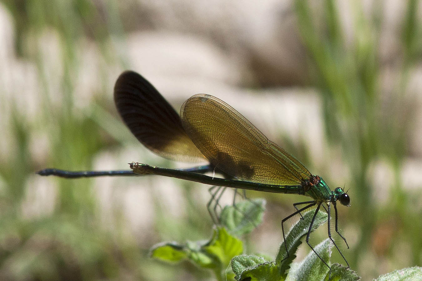 Tre Calopteryx da identificare