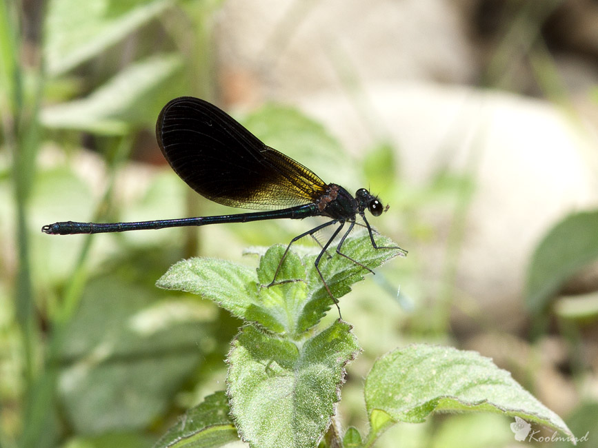 Tre Calopteryx da identificare