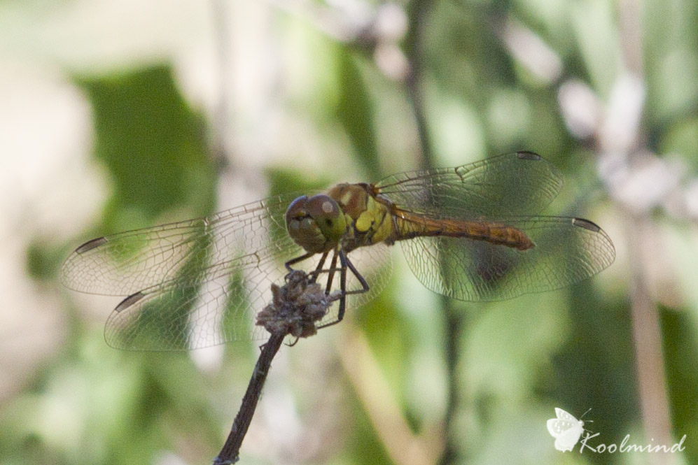 Sympetrum da identificare