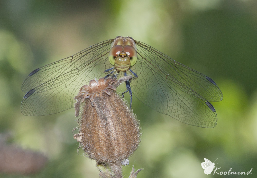 Sympetrum da identificare